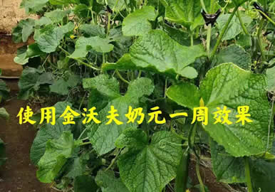 沃夫奶元水溶肥黄瓜应用