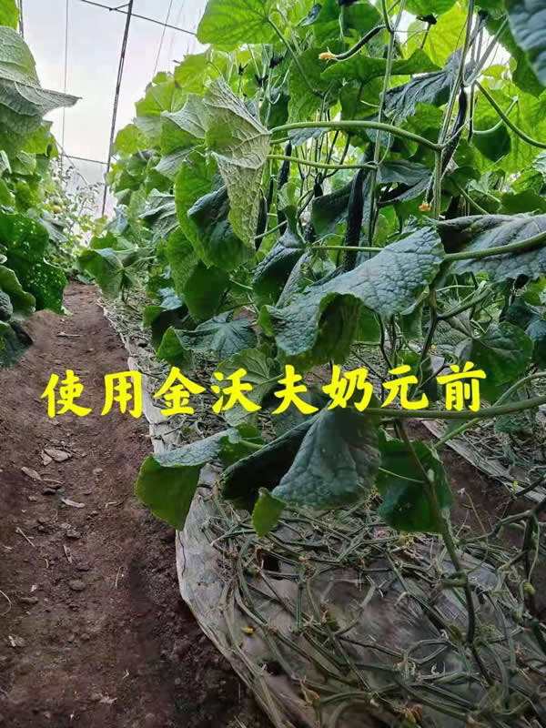 沃夫奶元水溶肥黄瓜应用