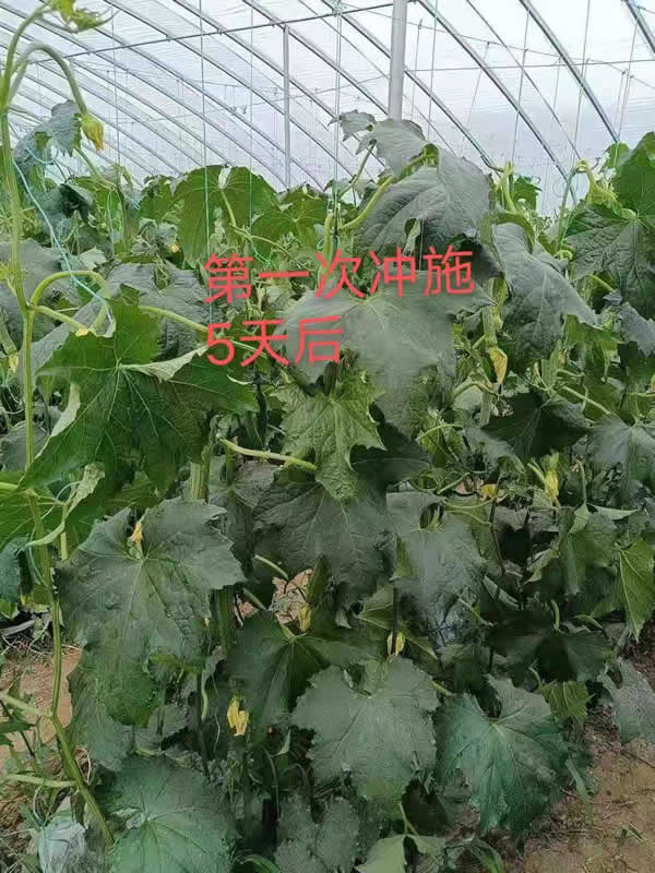 沃夫奶元丝瓜应用