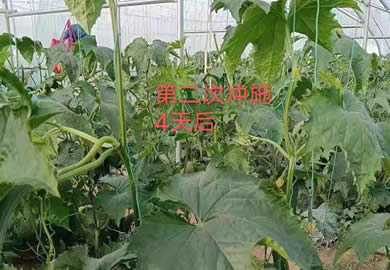 沃夫奶元丝瓜应用