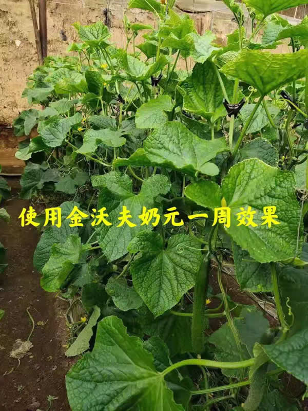 沃夫奶元水溶肥黄瓜应用