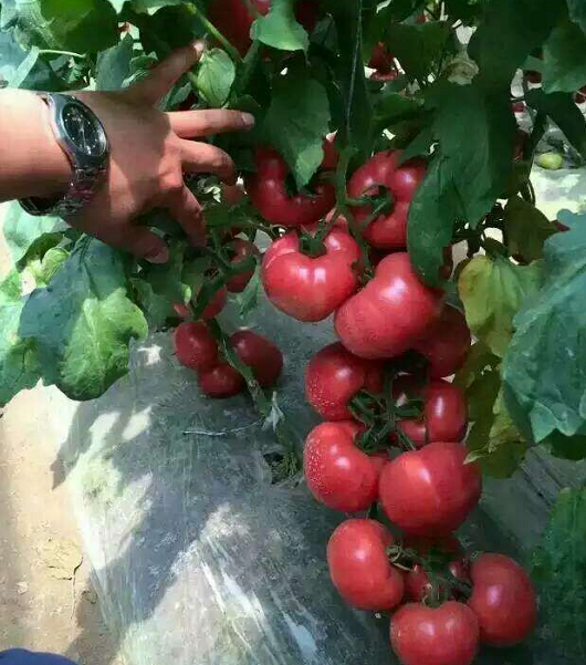 腐植酸水溶肥常见问题及解决办法