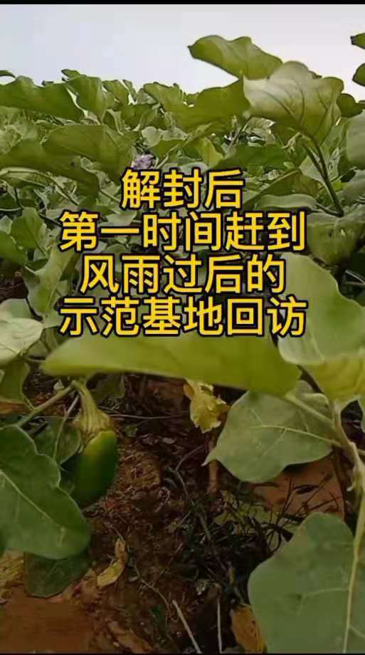 <strong>生根抑菌剂+沃夫6号在茄子和辣椒上的应用</strong>