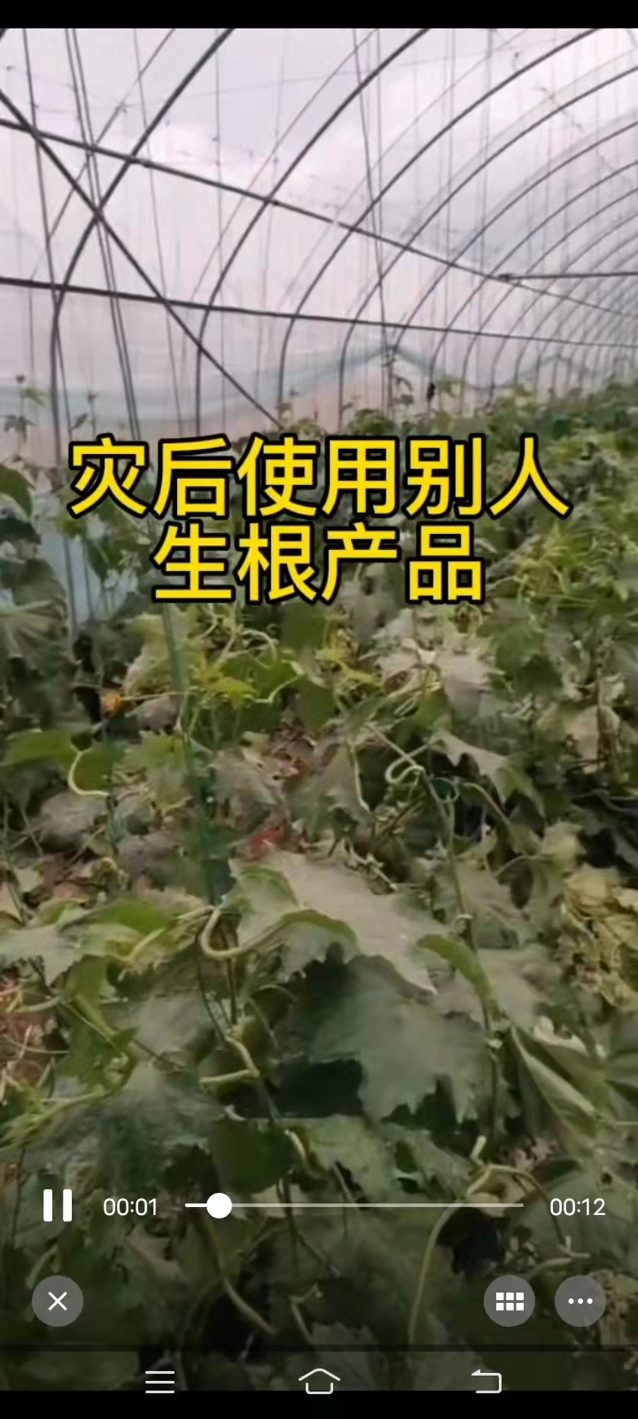 台风灾后使用别人的生根产品和沃微沃生根抑菌剂的效果对比