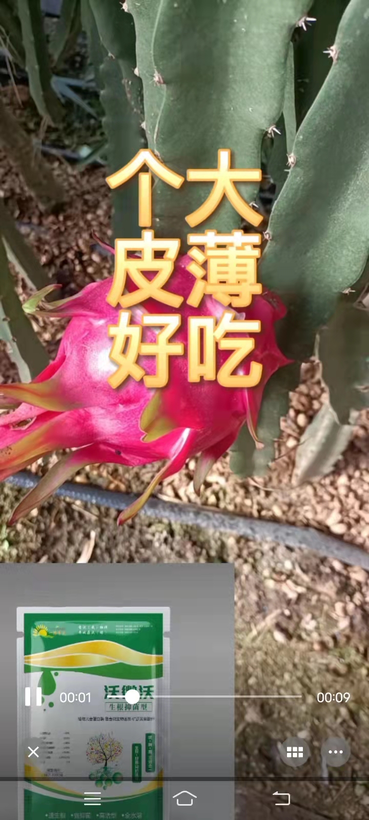 使用生根抑菌剂的火龙果