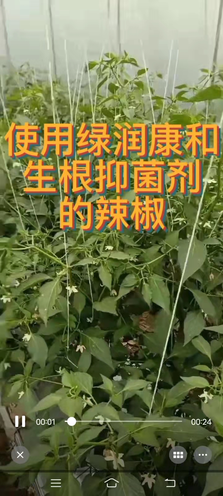 使用绿润康和生根抑菌剂的辣椒